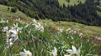 Narcisele de pe Masivul Saca au început să înflorească
