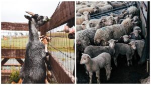 A început imunizarea de urgenţă a ovinelor şi caprinelor