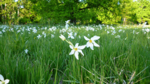 Poiana Narciselor din Retezat, în plină floare
