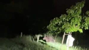 RO-ALERT după apariția urșilor în Bistrița