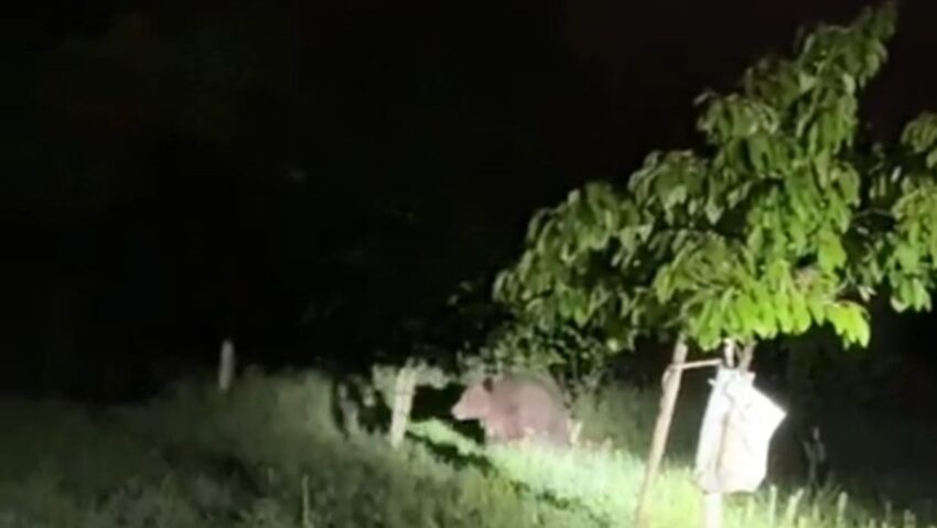 RO-ALERT după apariția urșilor în Bistrița