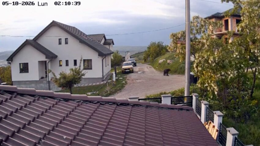 Ursul din Dezmir, căutat fără succes. Animalul a reapărut pe o stradă din localitate