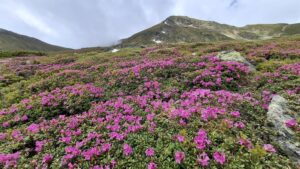 Spectacolul naturii în Munții Rodnei: A înflorit bujorul de munte!
