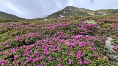 Spectacolul naturii în Munții Rodnei: A înflorit bujorul de munte!
