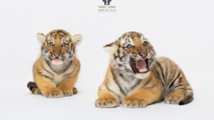 FOTO | Doi pui de tigru siberian s-au născut la Zoo Oradea!