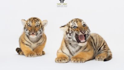 FOTO | Doi pui de tigru siberian s-au născut la Zoo Oradea!