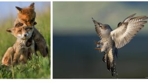 Cele mai bune fotografii din România la ”Fotogeografica”