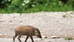 Mistreţii de pe străzile Clujului: pericolul real apare când animalele sunt rănite sau încolţite