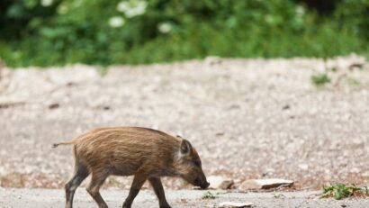 Mistreţii de pe străzile Clujului: pericolul real apare când animalele sunt rănite sau încolţite