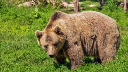 De pe munte direct la tomberoanele și livezile oamenilor: ursul a coborât din nou în sat