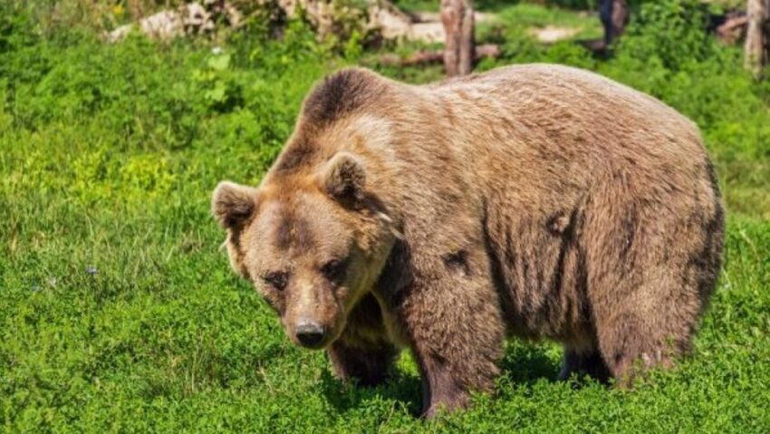De pe munte direct la tomberoanele și livezile oamenilor: ursul a coborât din nou în sat