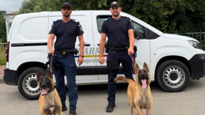 Doi ciobănești belgieni, cei mai noi „colegi” ai jandarmilor