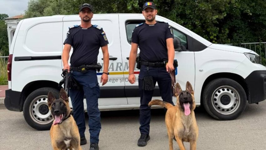 Doi ciobănești belgieni, cei mai noi „colegi” ai jandarmilor
