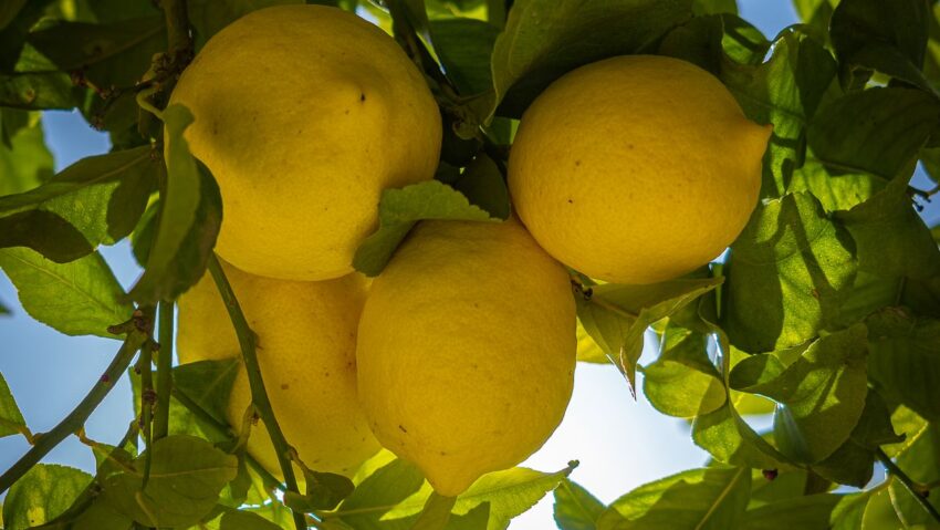 Lămâile – un aliat natural al imunităţii şi sănătăţii