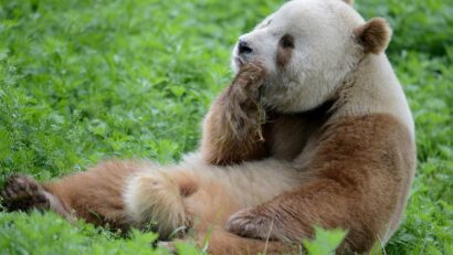 Acesta este singurul panda maro din lume! Faceți cunoștință cu Qi Zai