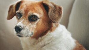 Cluj-Napoca face încă un pas spre primul cimitir pentru animale de companie