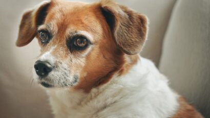 Cluj-Napoca face încă un pas spre primul cimitir pentru animale de companie