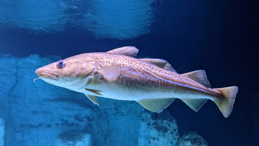 Pielea de cod, folosită în tratamentul arsurilor
