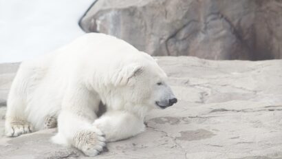 50.000 de coroane amendă pentru deranjarea unui urs polar!