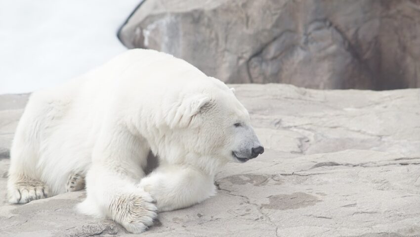 50.000 de coroane amendă pentru deranjarea unui urs polar!