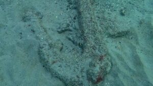 Ancoră antică rară, identificată în Marea Neagră