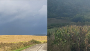 Alertă în Câmpia Transilvaniei: Fermierii avertizează asupra unui colaps agricol