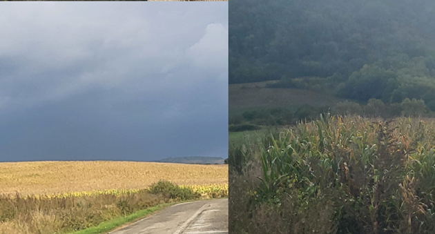 Alertă în Câmpia Transilvaniei: Fermierii avertizează asupra unui colaps agricol
