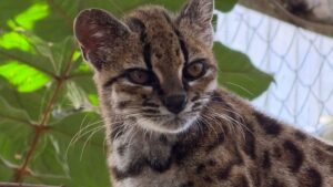 Regnul animal s-a îmbogățit cu o nouă specie de pisică