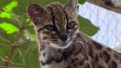 Regnul animal s-a îmbogățit cu o nouă specie de pisică