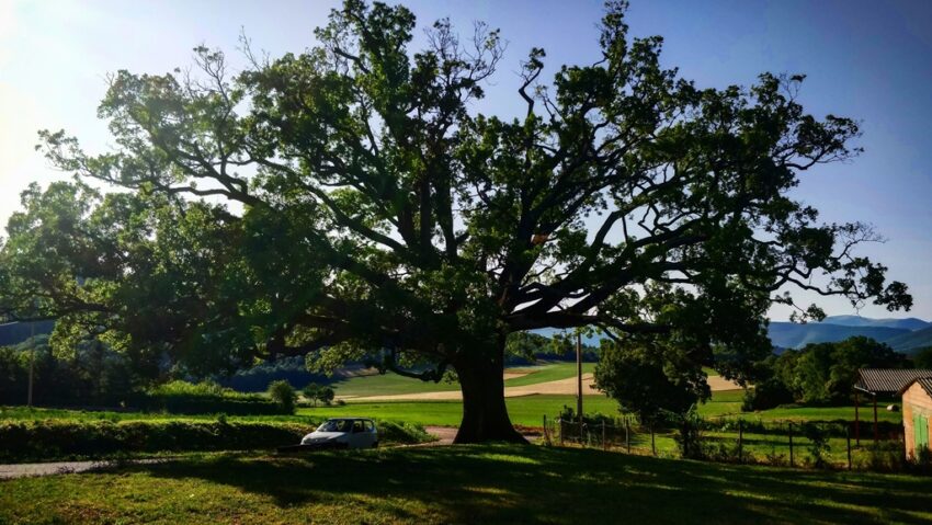 82 de copaci neobișnuiți, incluși în lista patrimoniului natural