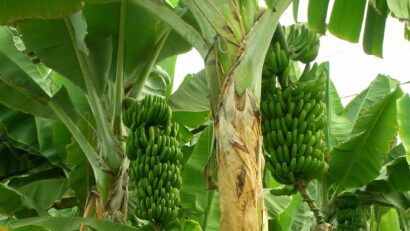 Fermierii francezi schimbă livezile tradiționale cu plantații tropicale