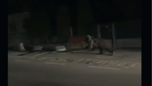 Doi bărbați au ajuns la spital după ce au spus că au fost atacați de un urs, la Borșa