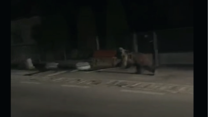 Doi bărbați au ajuns la spital după ce au spus că au fost atacați de un urs, la Borșa