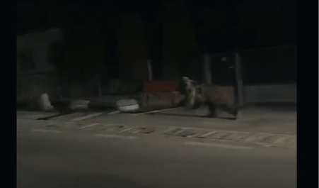 Doi bărbați au ajuns la spital după ce au spus că au fost atacați de un urs, la Borșa