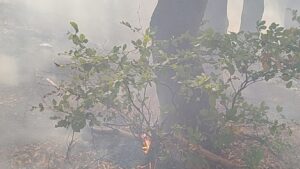 Incendiile de vegetație s-au reaprins în Parcul Național Domogled–Valea Cernei