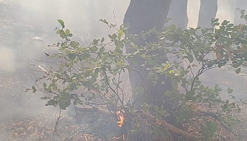 Incendiile de vegetație s-au reaprins în Parcul Național Domogled–Valea Cernei