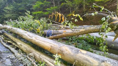 Oricine poate reclama în timp real tăierile ilegale de arbori din România