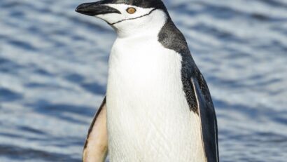 Cea mai mare colonie de pinguini cu barbă, în declin sever