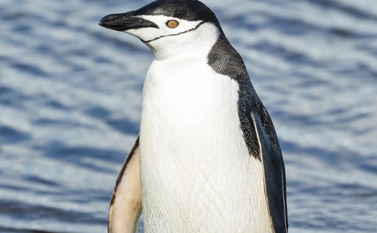 Cea mai mare colonie de pinguini cu barbă, în declin sever