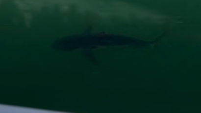 Un rechin dintr-o specie amenințată, blocat într-un port