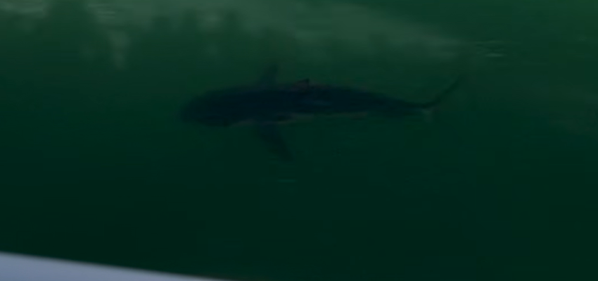 Un rechin dintr-o specie amenințată, blocat într-un port