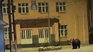 Urs, pe străzile din Rodna! A fost emis RO-ALERT