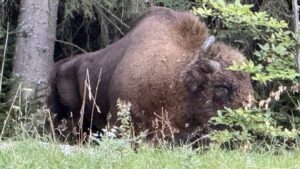 Trofeu cu risc mortal: suspiciune de rabie la braconierii care au decapitat un zimbru
